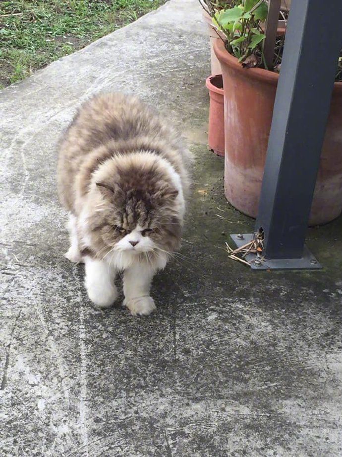 《惊奇队长》其实是一部大型撸猫电影，“噬元兽”咕咕才是抢戏王