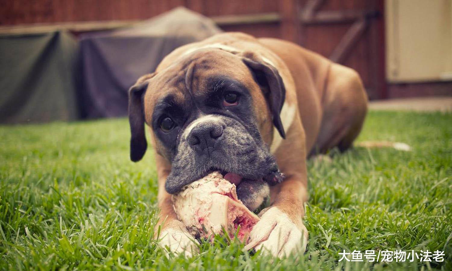 為什么狗狗絕不吃狗肉？業內專家道出內幕，答案讓人意想不到！