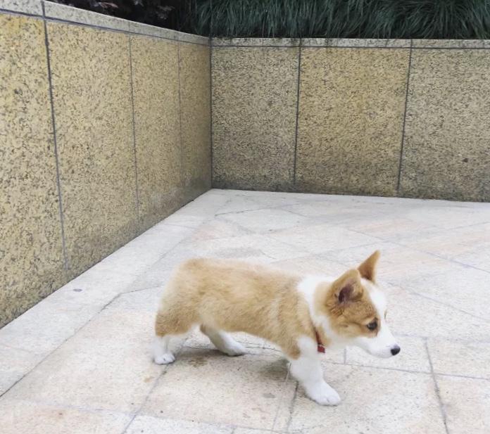 拥有一只小柯基后, 我的生活充满了幸福的时光