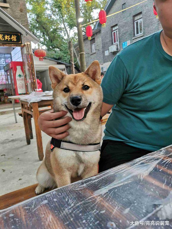 网友带柴犬出去吃饭，它对人家态度很不好，狗：看什么看？
