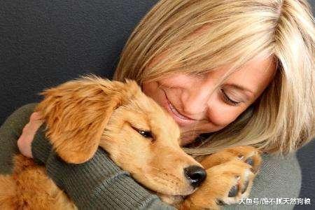 不管金毛犬平时多听话，它做这5件事，主人都要伤心透了！