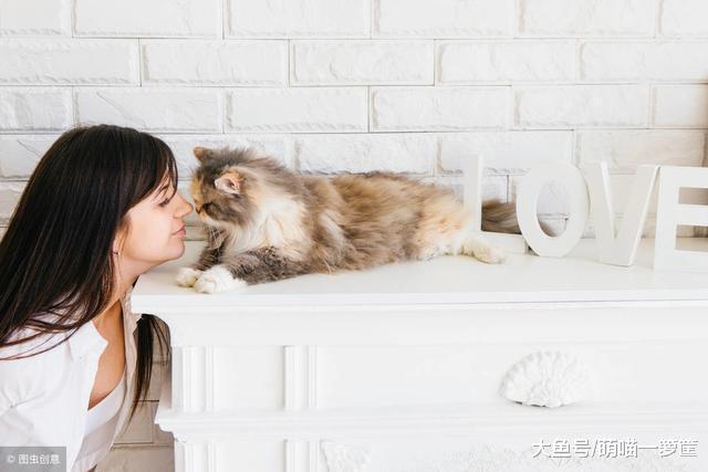 愛貓如命卻對貓過敏？四個步驟教你如何逐步脫敏，實現有貓的愿望