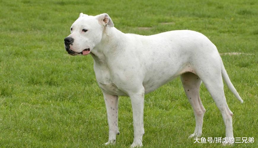 這種貓科動物美洲豹之下無對手，但卻處處被猛犬克制