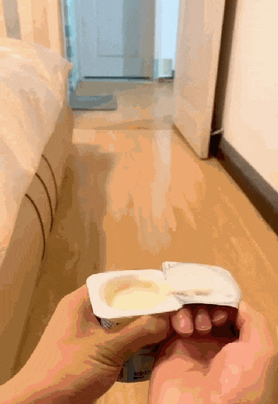 萨摩躲角落里不愿洗澡, 主人拿出一盒酸奶, 狗子的表现亮了……