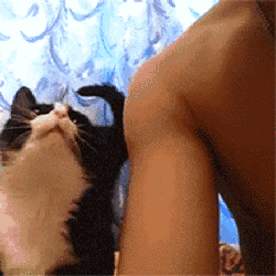 实名举报这只猫：年纪轻轻当小三，抢我对象！