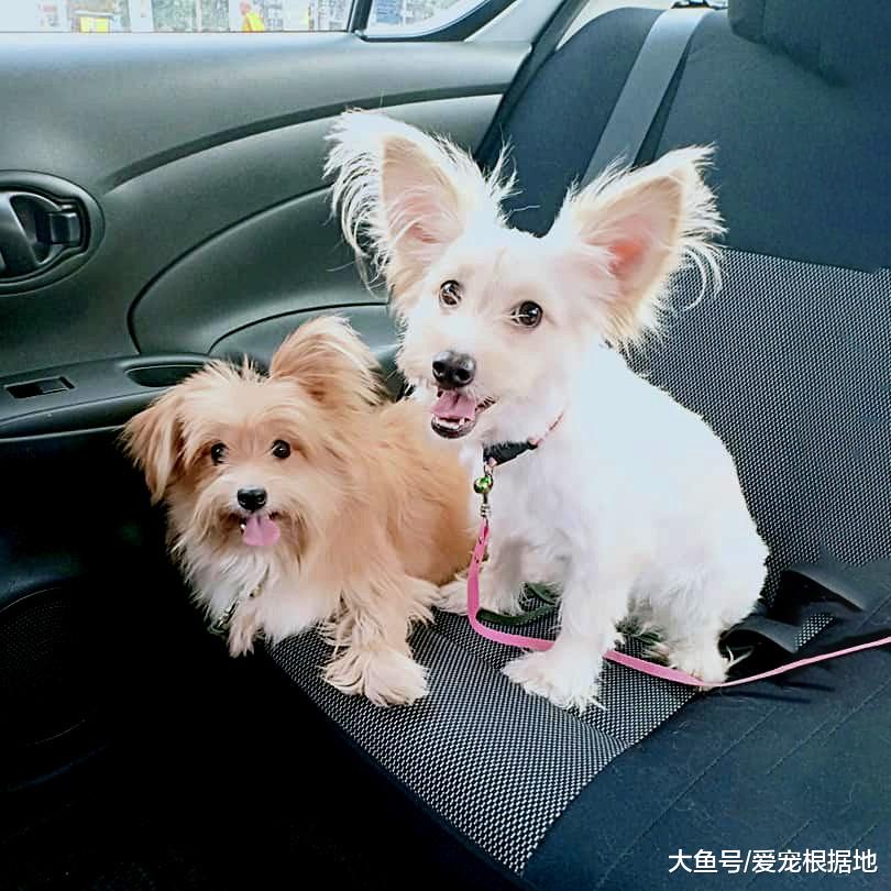 从没见过这么怂的狗子，狗粮被鸡霸占，它只能看着敢怒不敢言