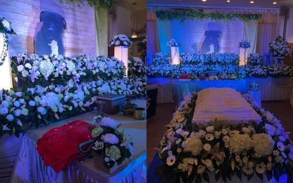 忠犬風光下葬遭反對，女主人一番話讓人感動，只有養過狗才會懂