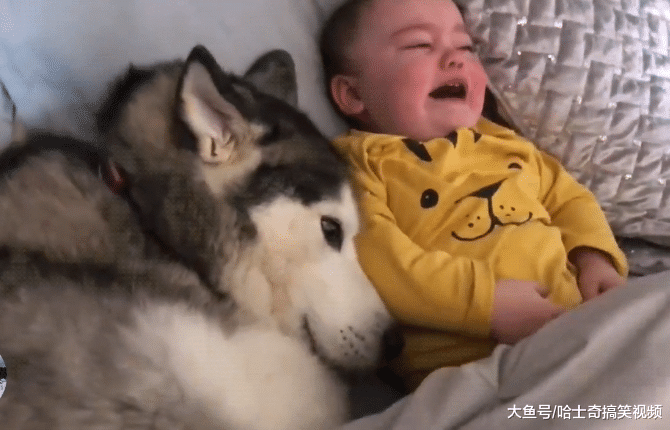 主人告诉二哈要照顾“弟弟”，结果它态度就变了，好懂事啊