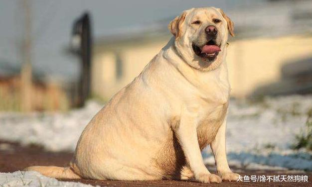 别让拉布拉多的贪吃，导致它发胖，从而引发疾病