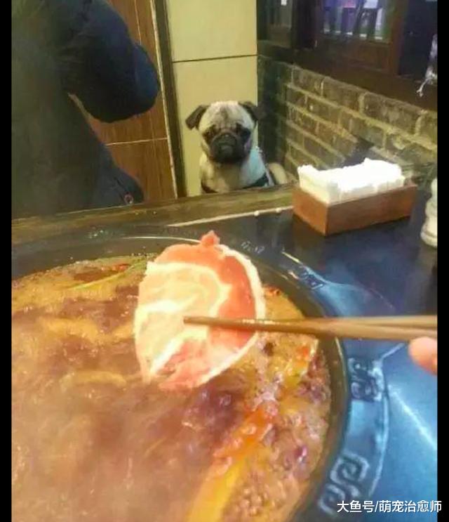 主人在狗狗的面前吃火锅，它眼珠子都要瞪出来了：给我吃一口啊！