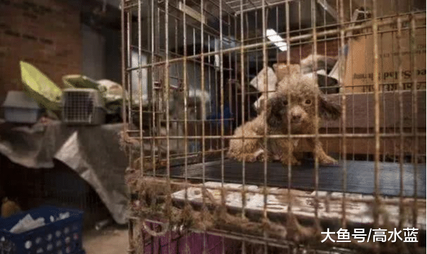 一生都被锁在地下室充当繁殖工具，狗狗重见天日后却惊慌失措