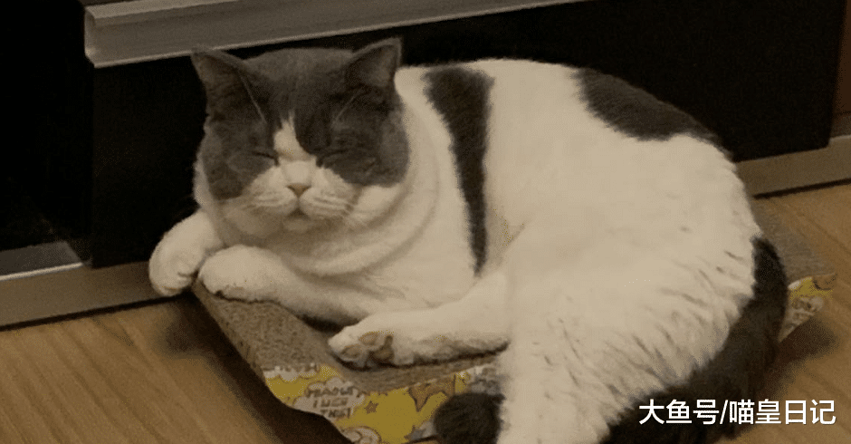 喵星人最喜欢的六个睡觉地方，除了猫窝，基本能睡的地方都睡了