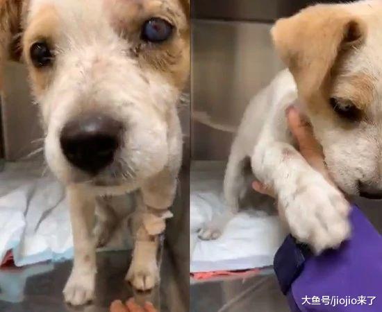 小奶狗遭变态连射三枪奇迹生还！获救后居然还有心思撒娇……