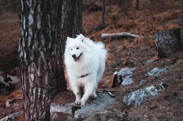女子开车撞死萨摩耶，主人：我不就是没拴绳吗，责任是谁？