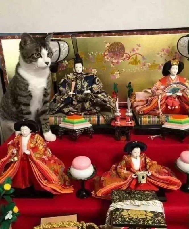 猫主子们大搞怪! 千万不要对猫竖中指, 否则…