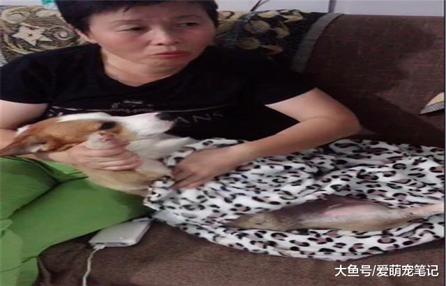 网友刚踏进家门，柯基就化身“膏药”粘着主人，汪：快点抱抱我了