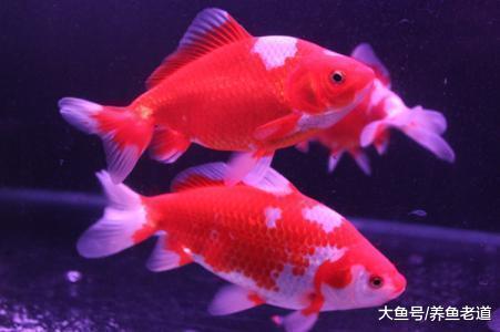 我们饲养观赏鱼，怎么能够做到鱼多密度大养鱼还不挂？