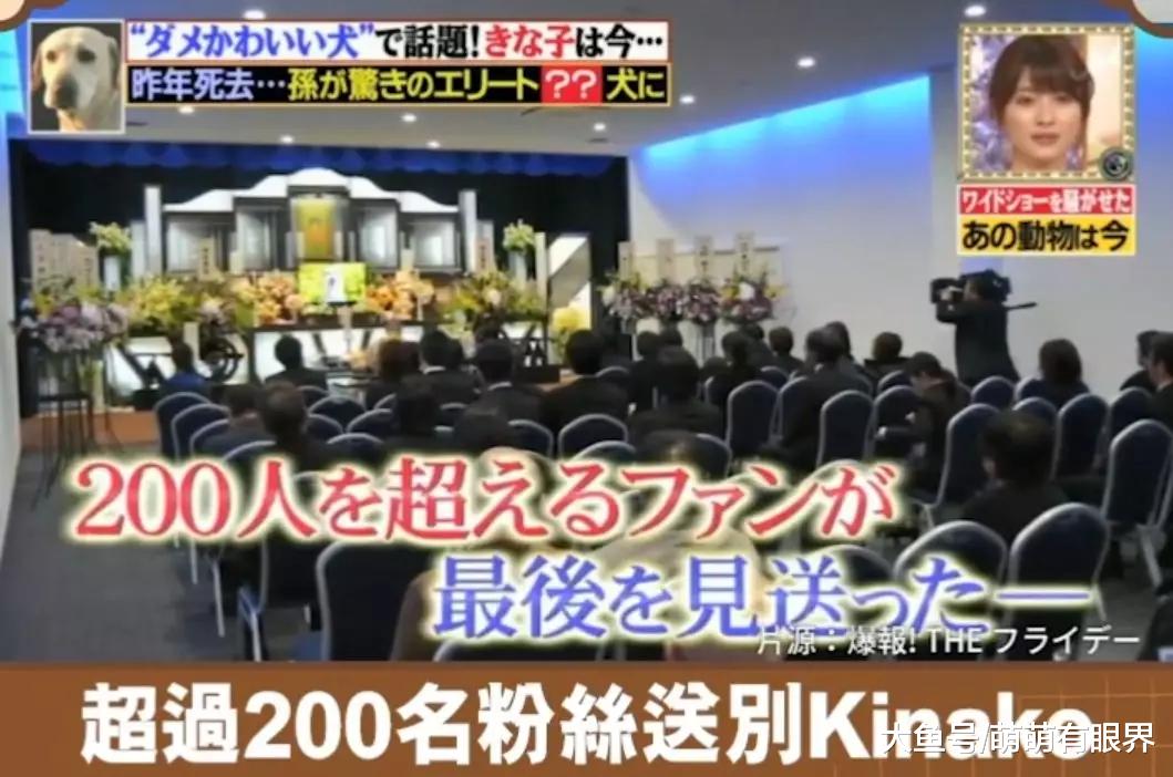 一只连考6年警犬都失败的废汪，却因坚持不懈，成为全民偶像