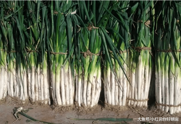 专家已明确全身致癌的3种蔬菜，惜命的快看，网友：最后一个天天在吃