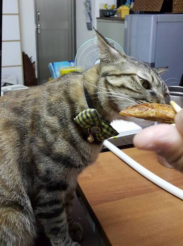 主人特意为猫咪煮了一份鱼，可猫咪尝了一口后，表情绝了