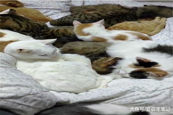 男子收養32只流浪貓，每天醒來床上堆滿了貓，網友：一堆人民幣啊