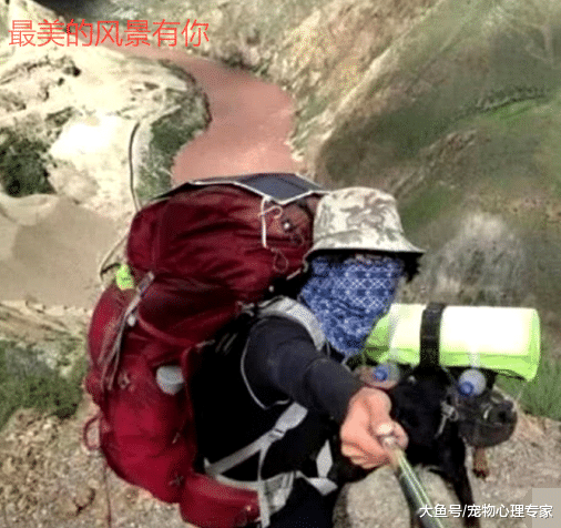 跟随主人走完川藏线, 你佩服狗狗的毅力, 但宠主其实更赞