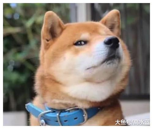 主人为了治狗狗上桌偷食，将食物做成狗头状，网友：学费哪边交？