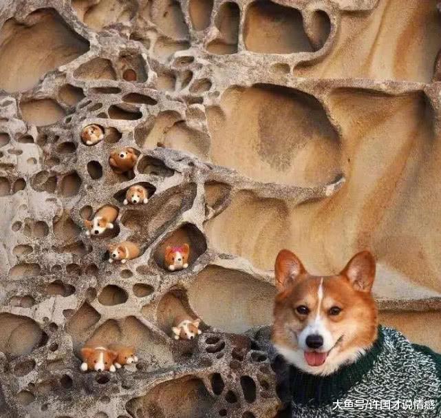 狗狗掉毛主人脑洞大开，将毛编成小奶狗后，感叹主人的心灵手巧！