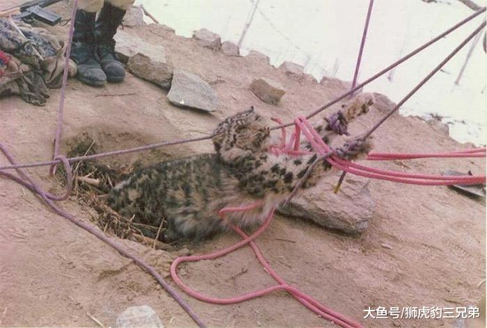 最胆小的“兽王”，远离人群而居，仍未逃过被猎肉取皮的厄运