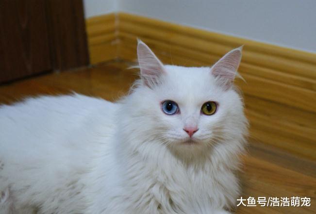 只有橘猫会把自己吃的很胖？看完这5种猫后，网友：胖的不止是你