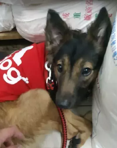 狗子散步回来，它竟然叼回一袋神秘礼物，吓得全家人都不敢吃.....