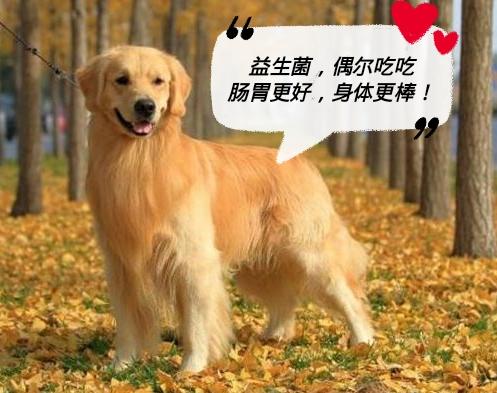 俗话说“狗来富”，2019年养这5种狗狗一定没错