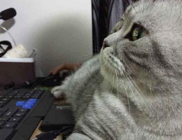 小猫被警察救下, 收留在警察局成“警猫”, 太威风了