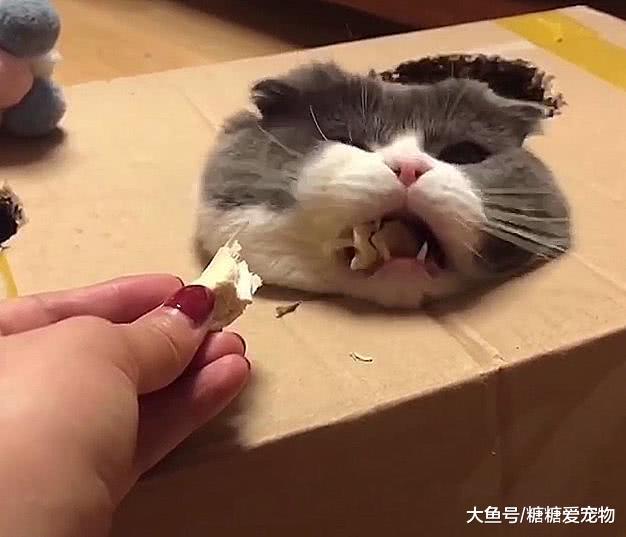 喵从箱里钻出吃零食，想回却卡在了那，网友：这猪长得好像猫啊！