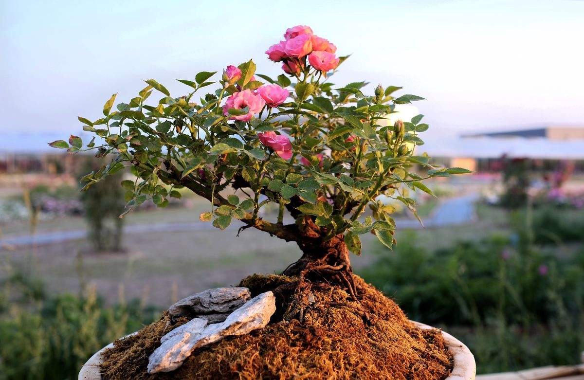 夏季如果管理养护不到位，月季非常容易死亡