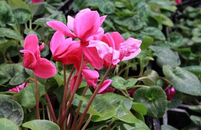 仙客来怎么养开花时间更长了！记住这几点能让仙客来延长花期哦
