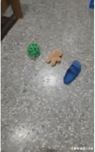 3种玩具抓周， 小汪二话不说直接冲向长期饭票，让她无奈又好笑