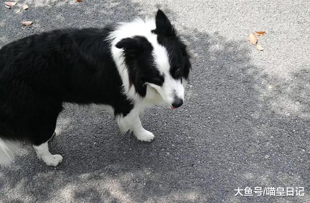 养狗的感悟：尽管有种种不好，可只因这一条，我就愿陪它走到最后