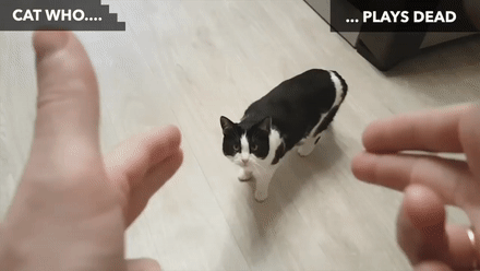 猫咪都会做啥？你想得到吗……