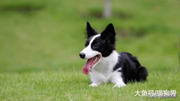 边境牧羊犬智商很高，但为什么做不了警犬呢？