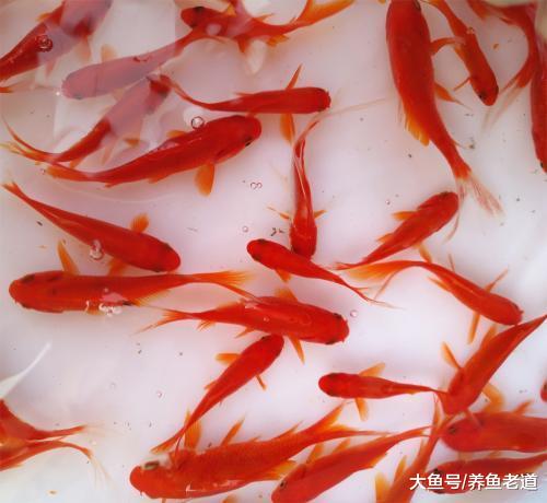 饲养观赏鱼必须有舍有得，否则我们会养的很累，那又有什么乐趣？