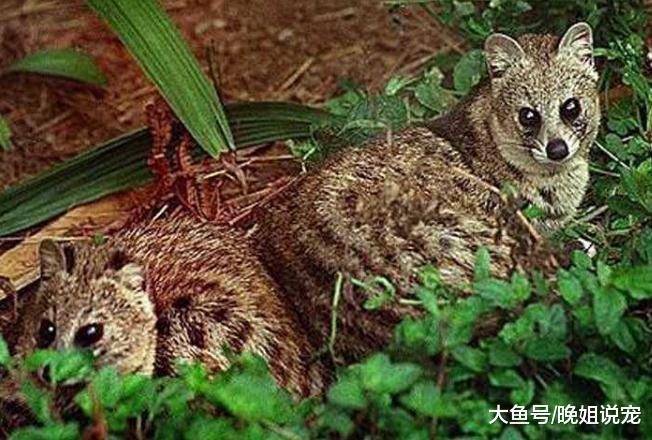 在动物界中, 最稀有的宠物都在这里, 你想不想领养一种呢?