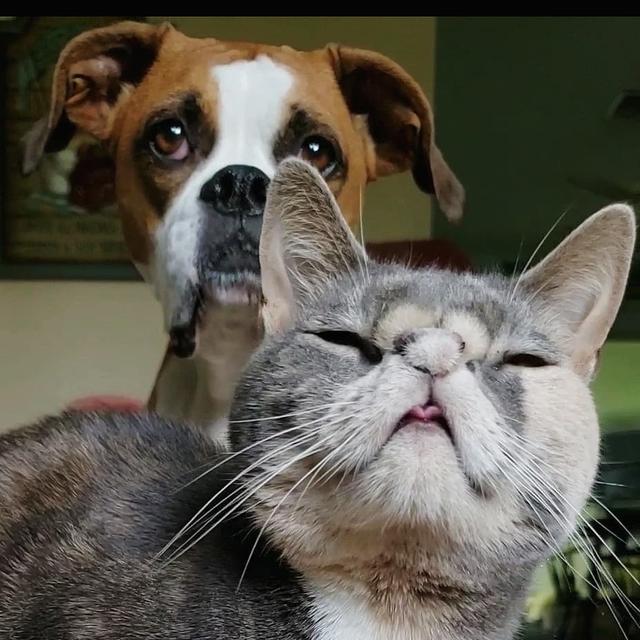 流浪猫咪天生有缺陷差点被安乐死，在它遇到真爱后，命运被扭转了