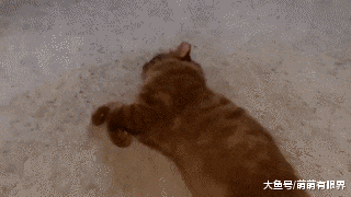 一只流浪橘猫长成这样的体型，看来流浪的生活过得也并不差嘛