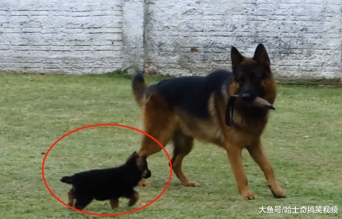 德牧在警犬训练基地，训练自己的孩子，以后抓坏人靠你们了