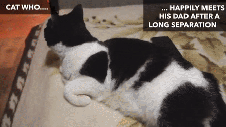 猫咪都会做啥？你想得到吗……