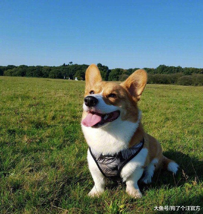 准备给狗接生，一检查全家都怒了