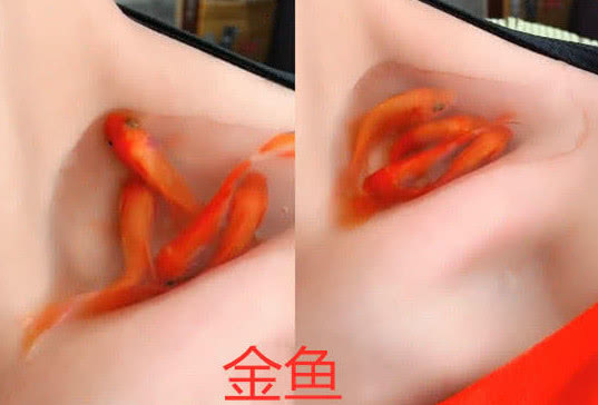 同样是“锁骨养宠物”，抗住金鱼，忍了螃蟹，看到最后：最强王者