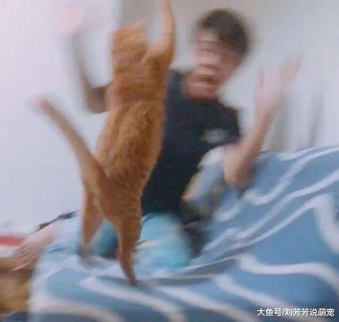 今天又被猫打了，好开心！