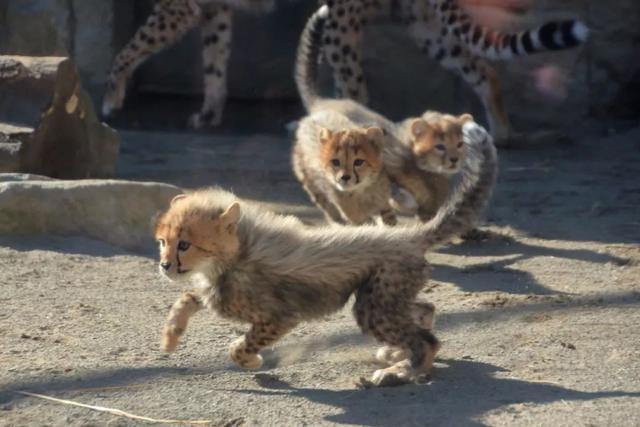 幼豹靠在媽媽背上撒嬌，旁邊兄弟感到吃醋，躲在一邊面帶落寞！